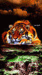 Animated Wild Tiger