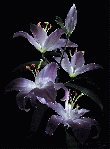White Purple Animated Flower